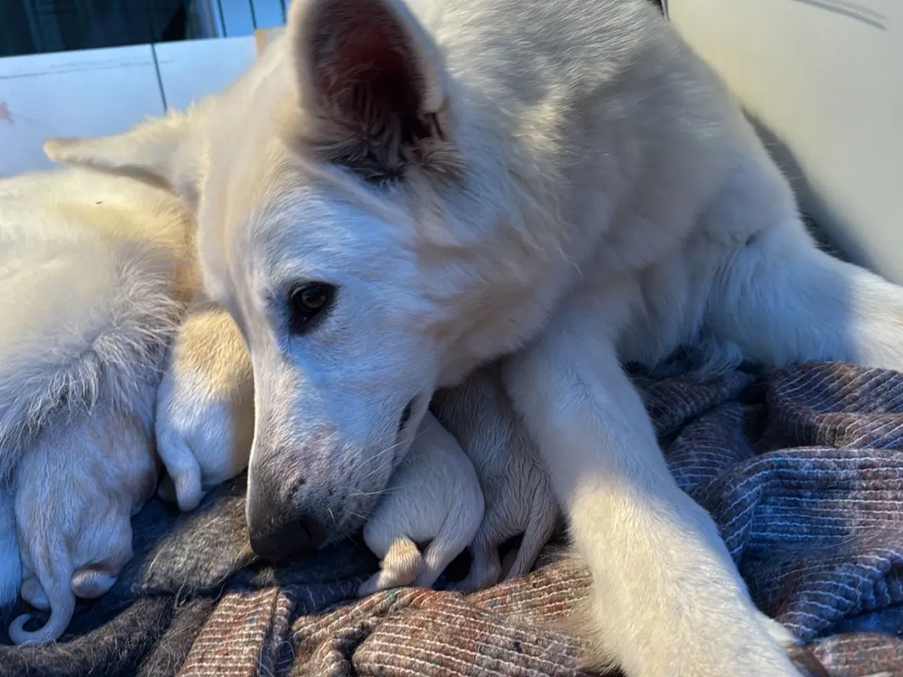 Billede 5 - Mangler du en blød julegave 