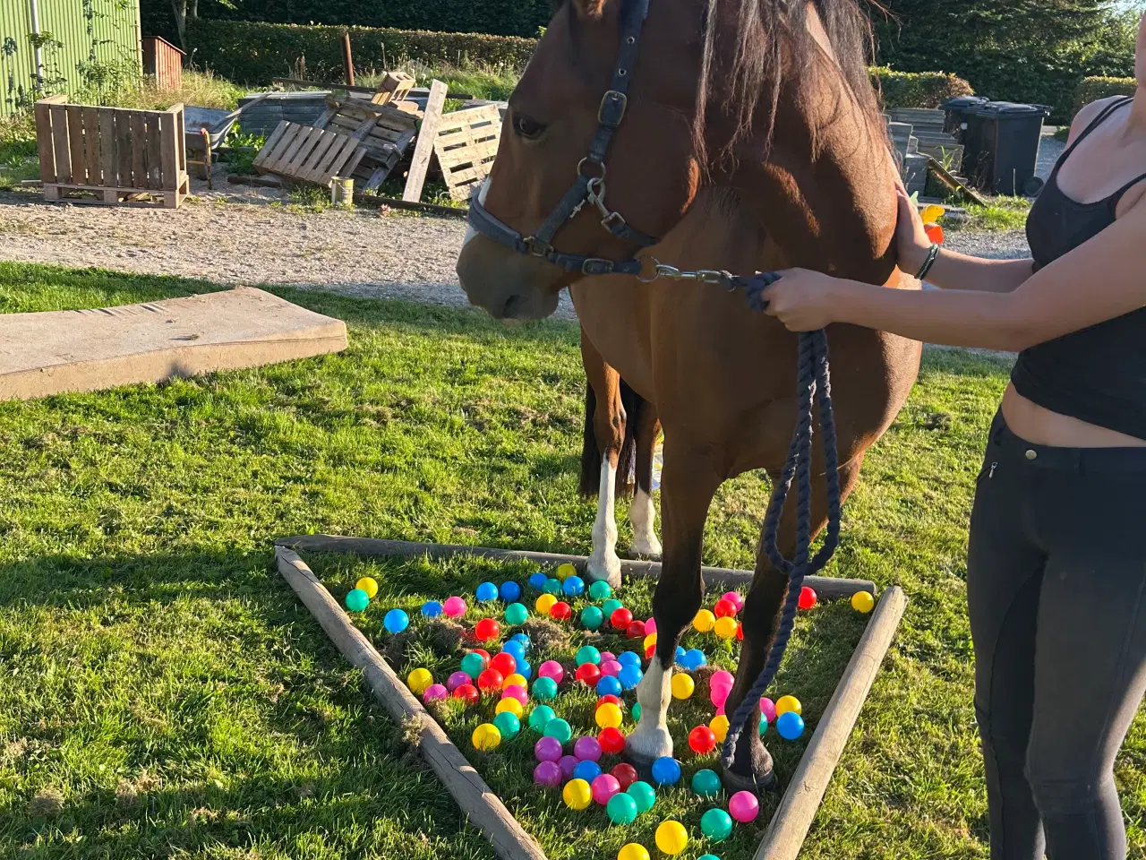Billede 6 - Fantastisk welsh pony