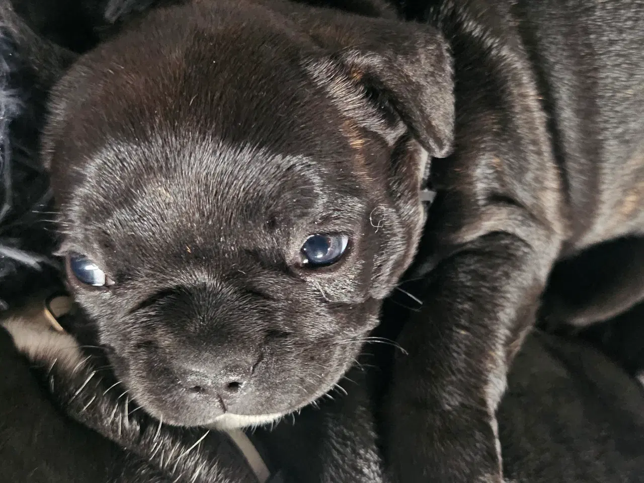 Billede 10 - Fransk bulldog hvalpe