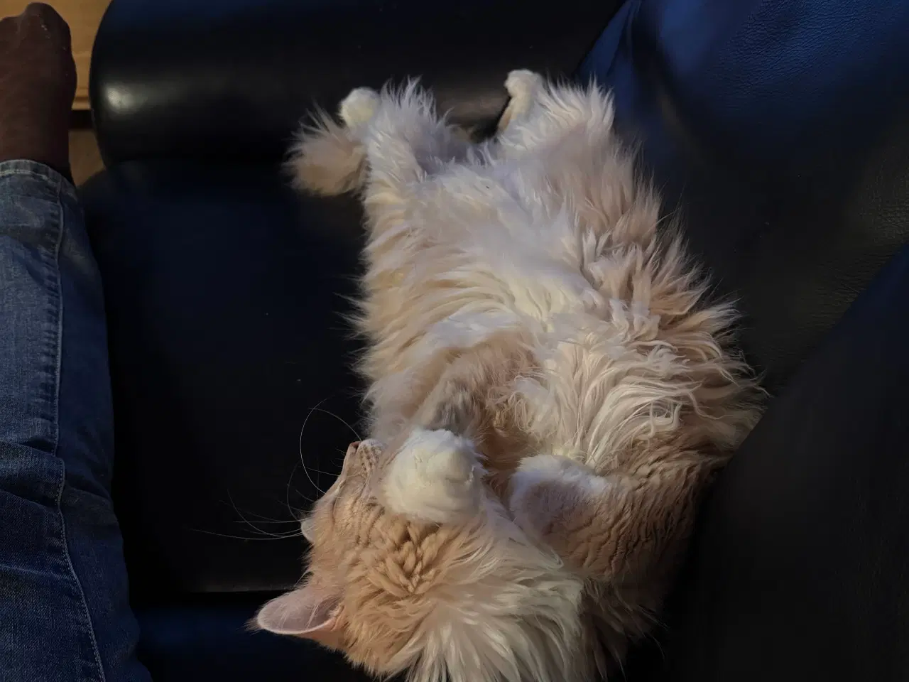 Billede 1 - Smuk norsk/blanding