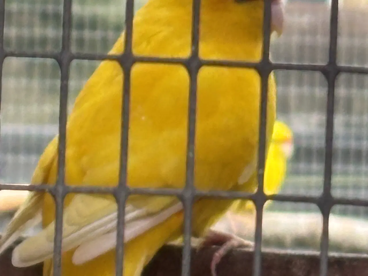 Billede 1 - Fugle sælges