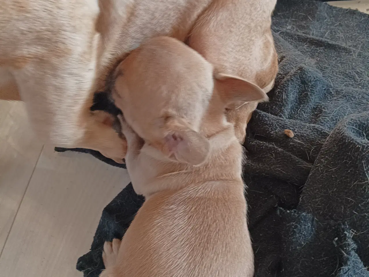 Billede 2 - fransk bulldog hvalp