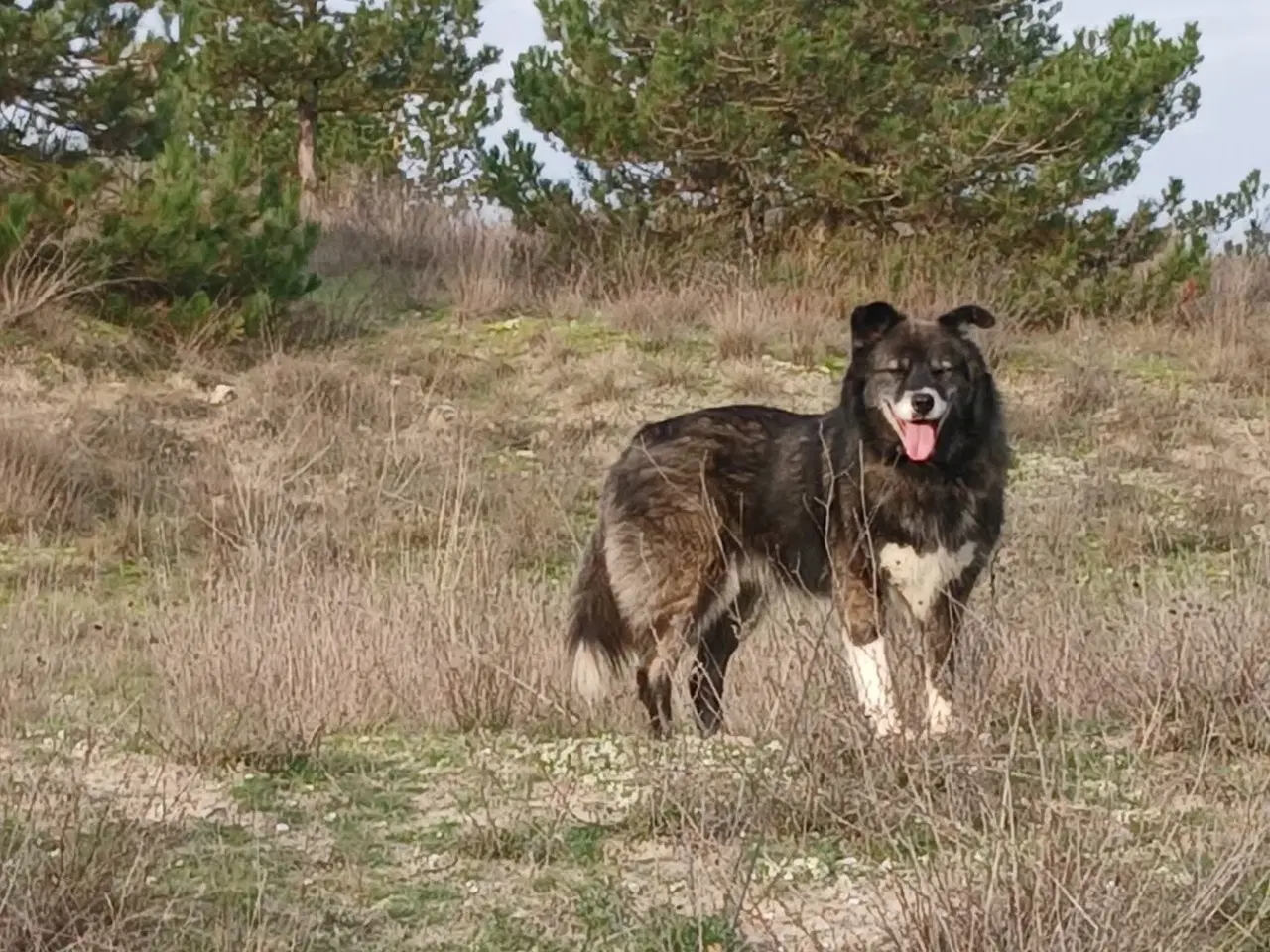 Billede 10 - Vidunderlige Viva søger sin helt egen familie 💝🫶