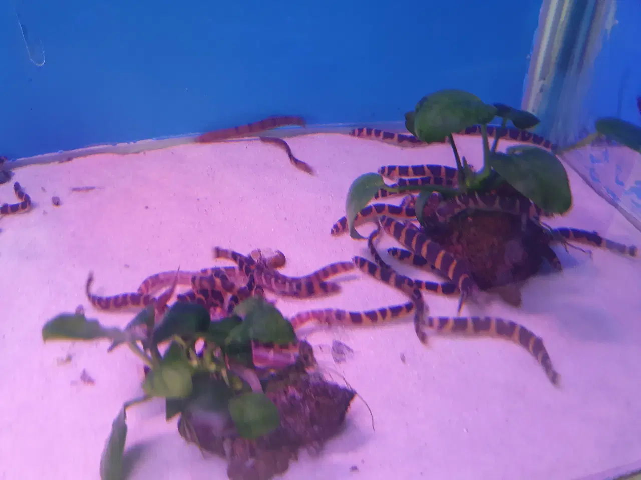 Billede 2 - Kuhli ål 🪱🐍