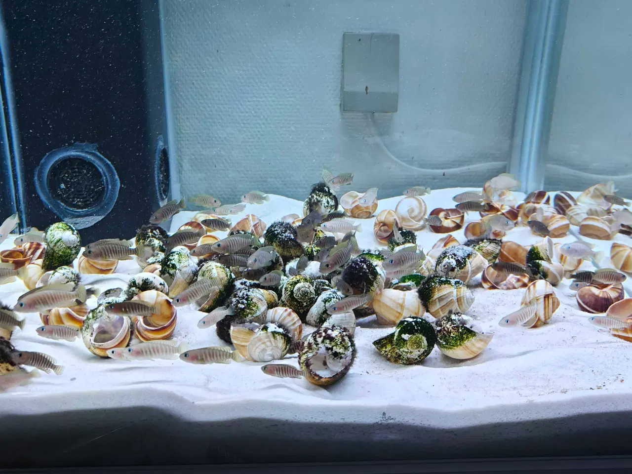 Billede 2 - Neolamprologus Multifasciatus