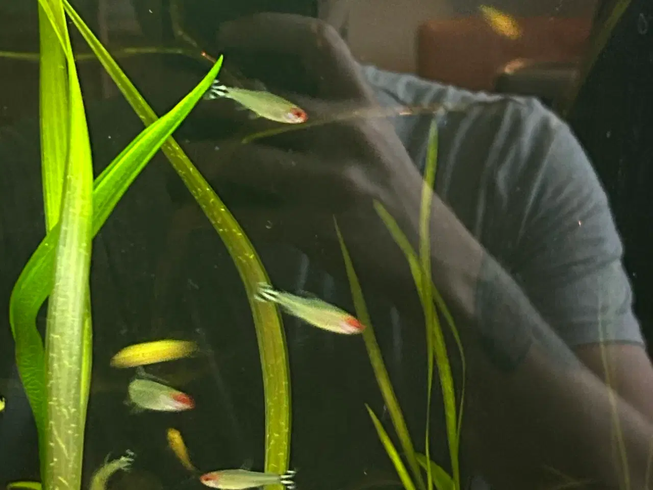 Billede 10 - 🔥🐟 Rødnæsetetra – perfekte stimefisk til akvarie