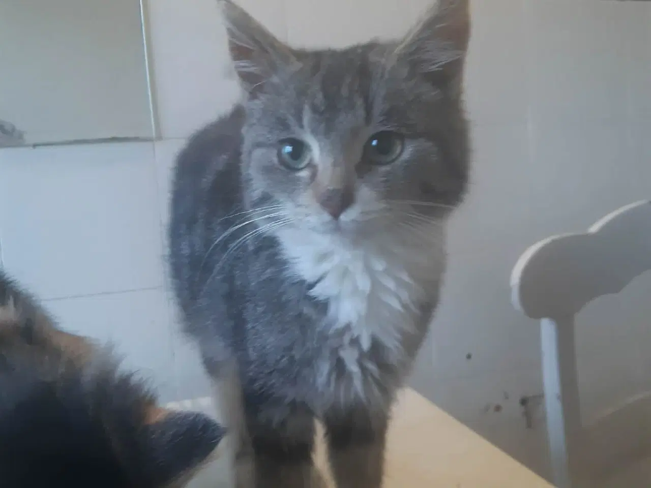 Billede 1 - Maine coon blanding 