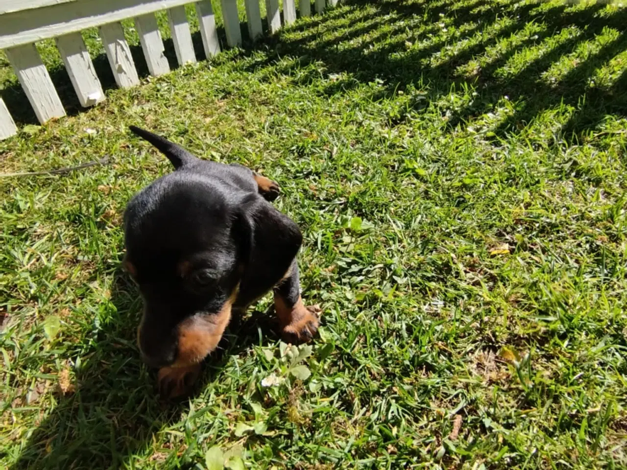 Billede 1 - Gravhunde korthåret Dværg