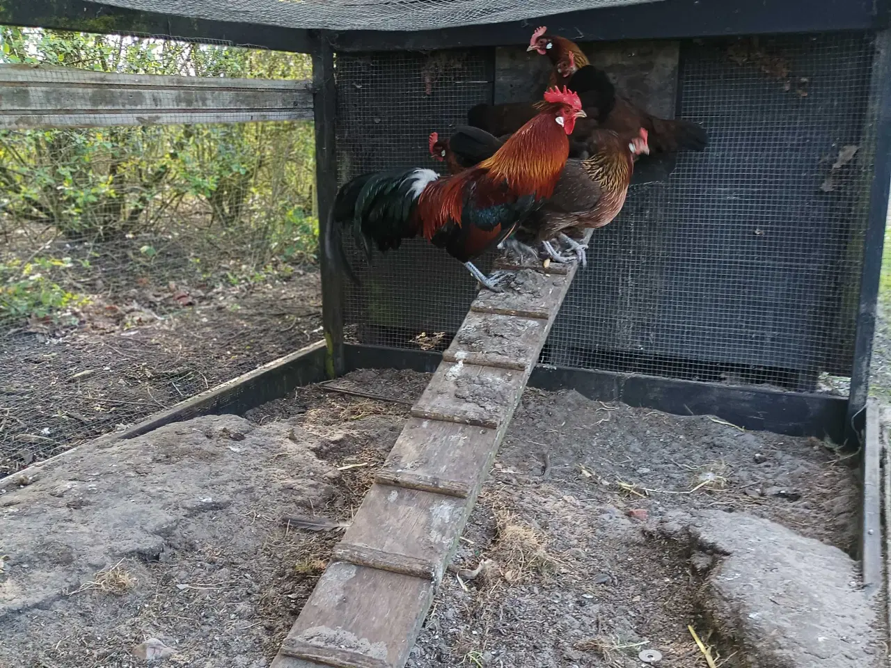 Billede 4 - Danske landhøns i stor 