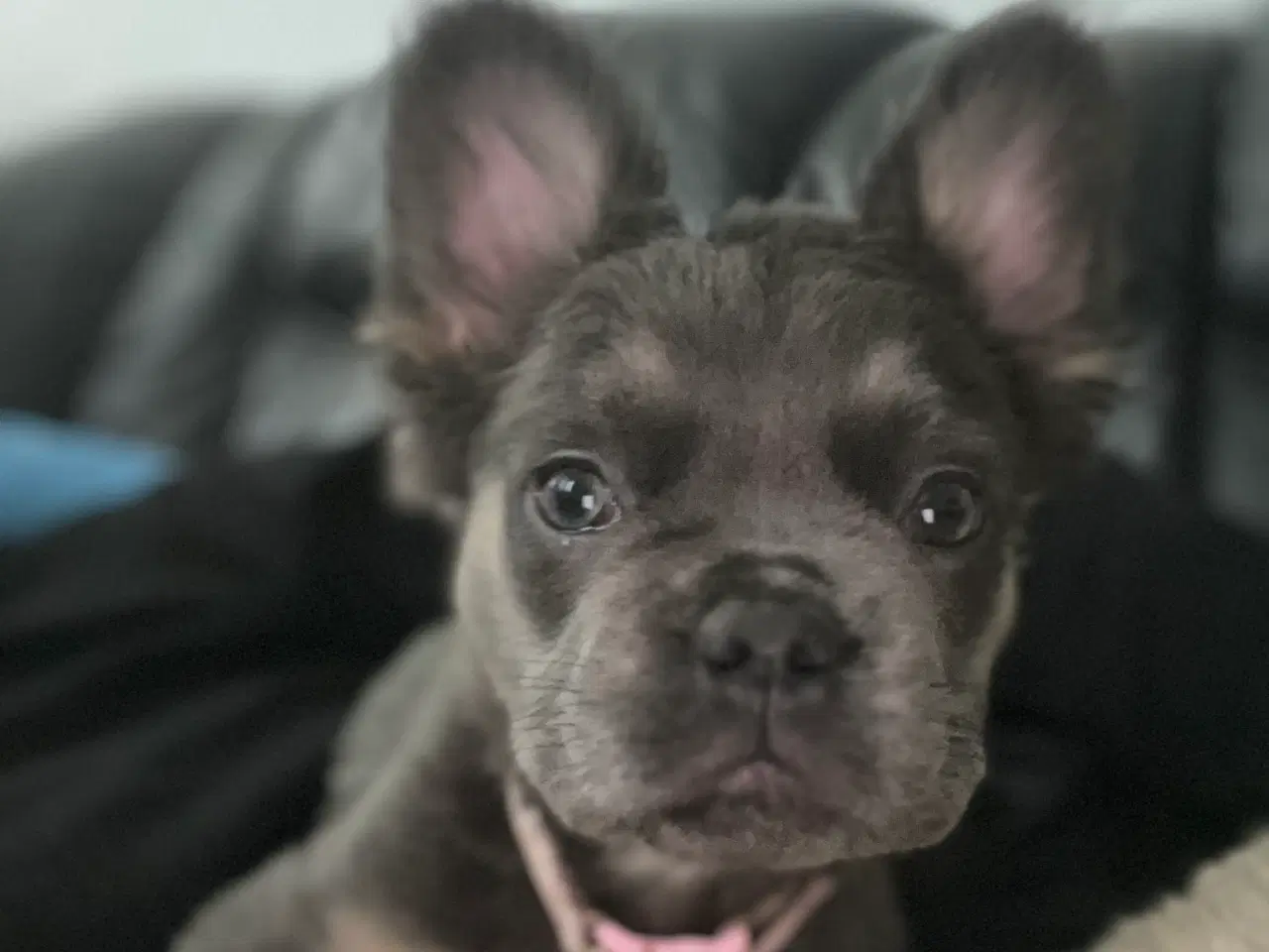 Billede 5 - Fluffy fransk bulldog