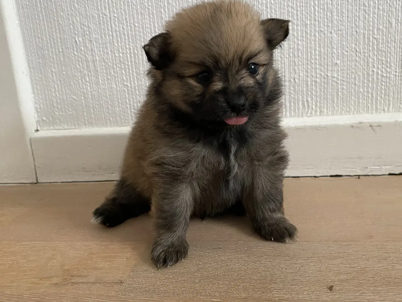 Billede 4 - Pomeranian hvalpe 4 drenge