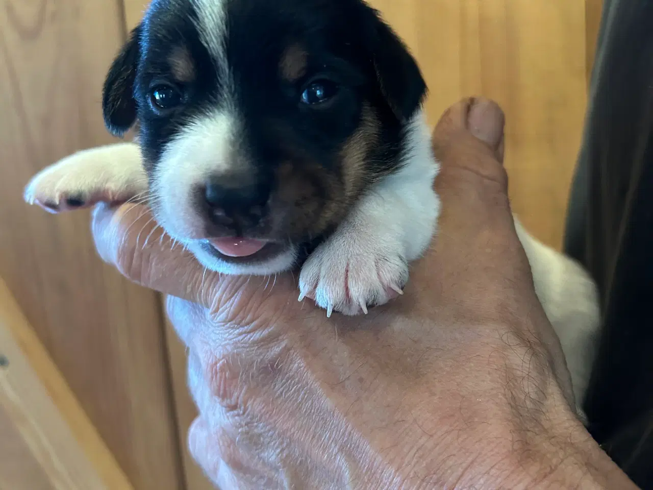 Billede 3 - Hvalpe Dansk/Svensk gårdhund blanding