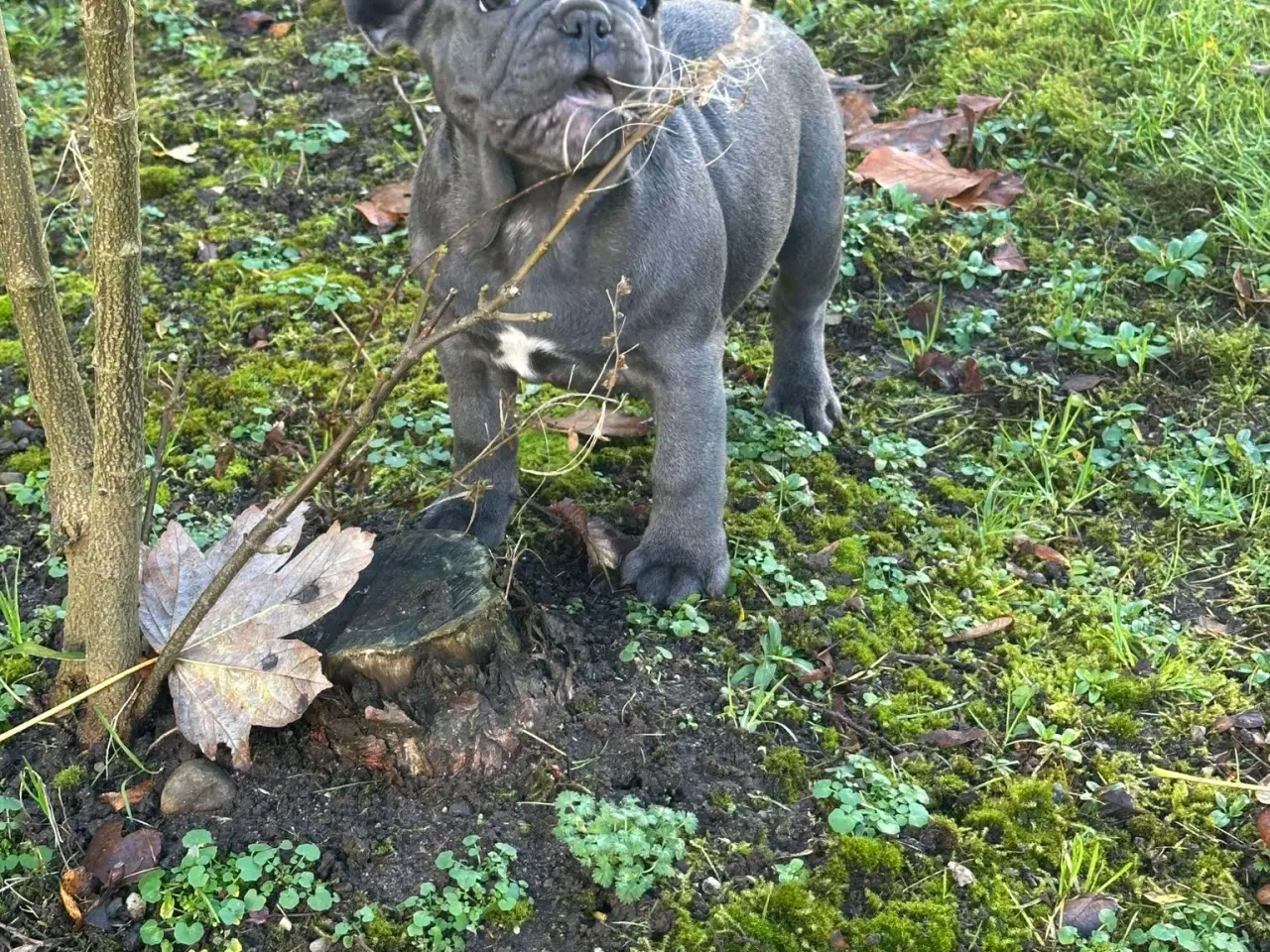 Billede 12 - Fransk bulldog / Brindle November!