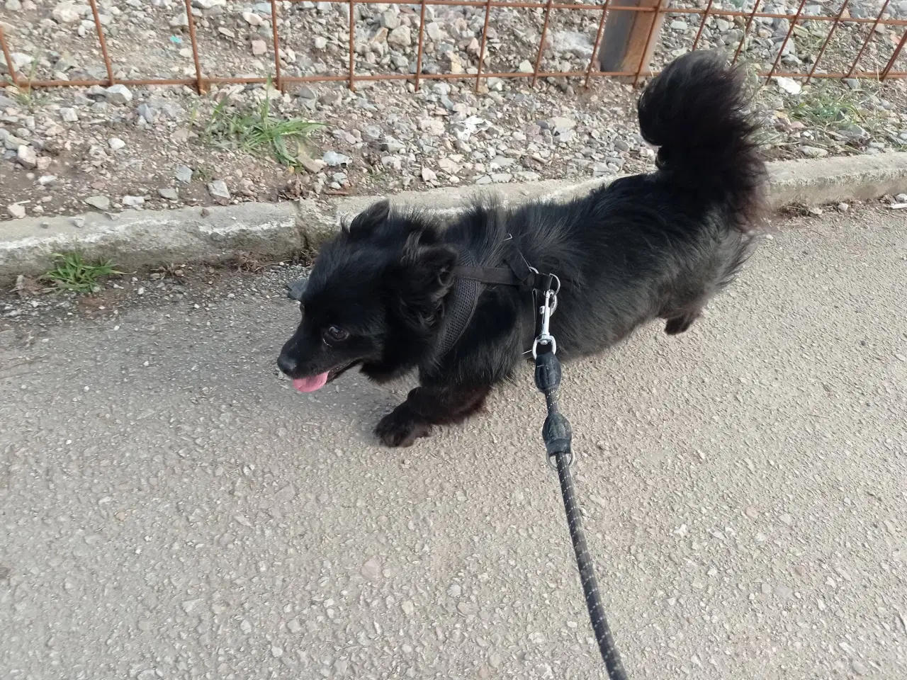 Billede 4 - Nikita - 5 kg