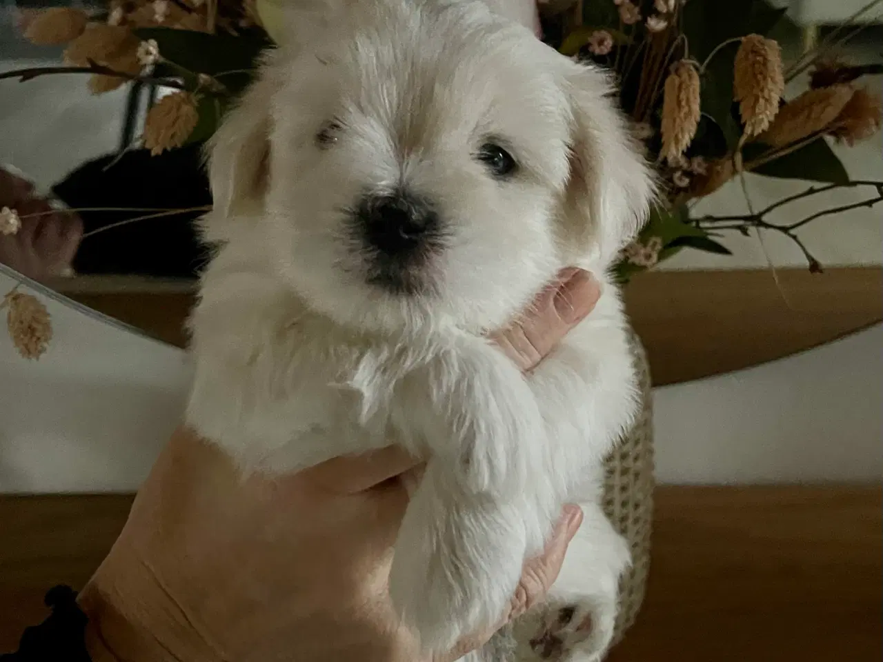 Billede 1 - 2 små bomuldstotter (Coton de Tulear)