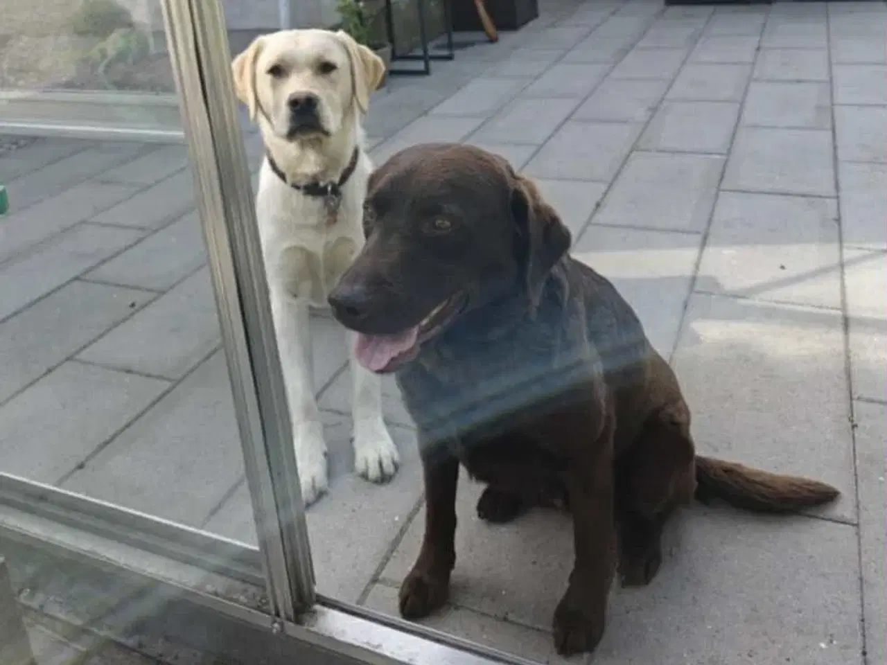 Billede 5 - Golden / Labrador hvalpe