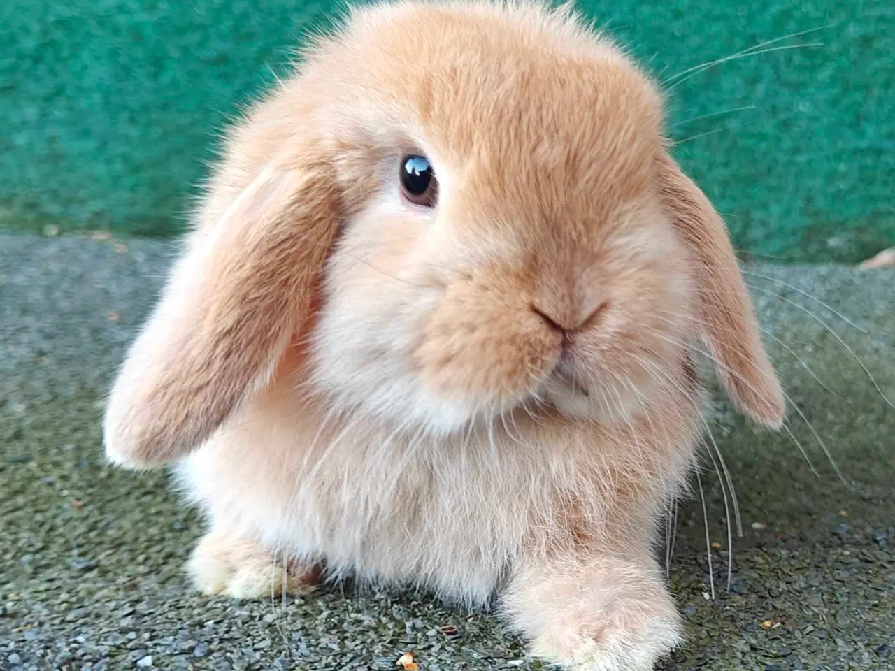 Billede 12 - Minilop