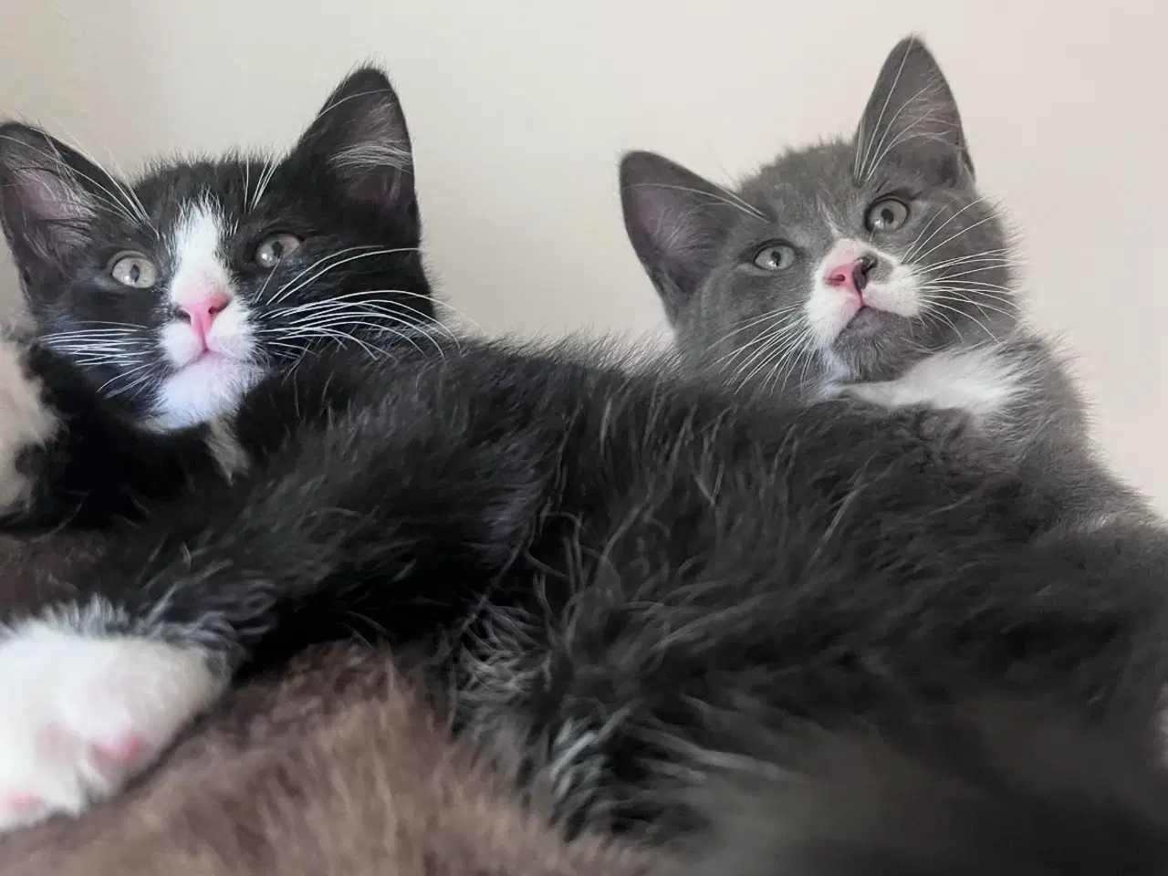 Billede 2 - Maine coon blanding