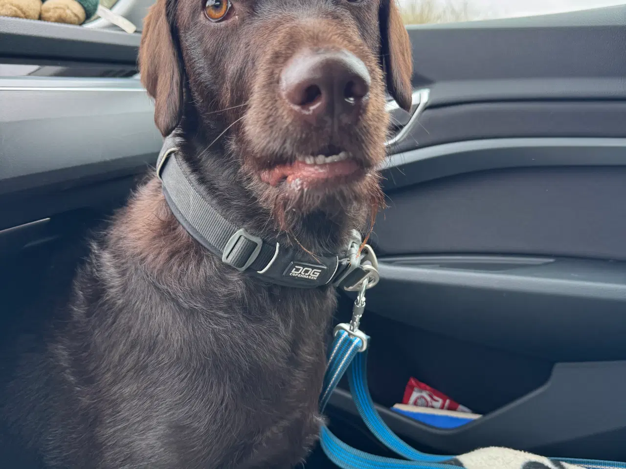 Billede 1 - Labrador/pudel blanding 