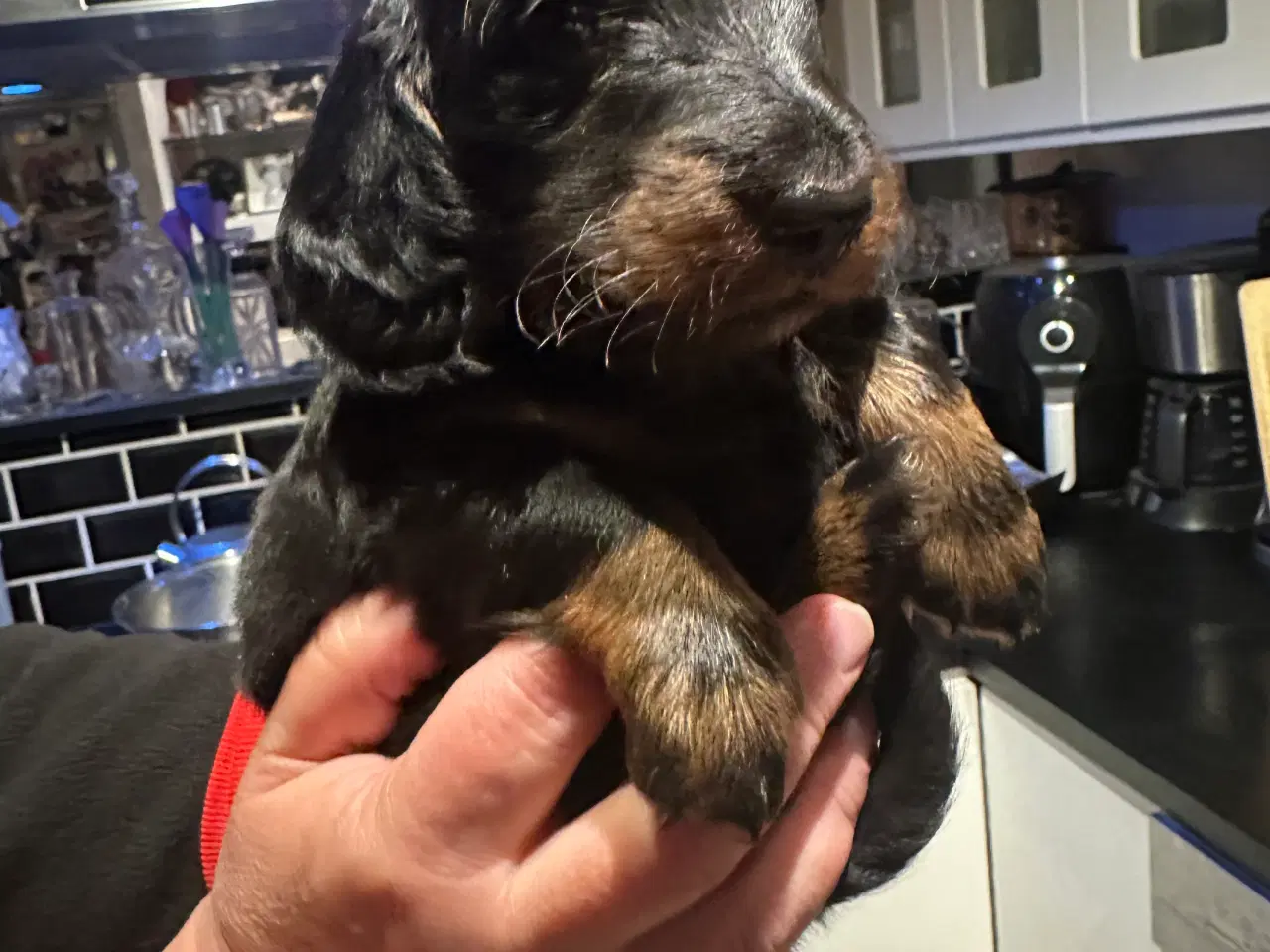 Billede 9 - Langhåret gravhund