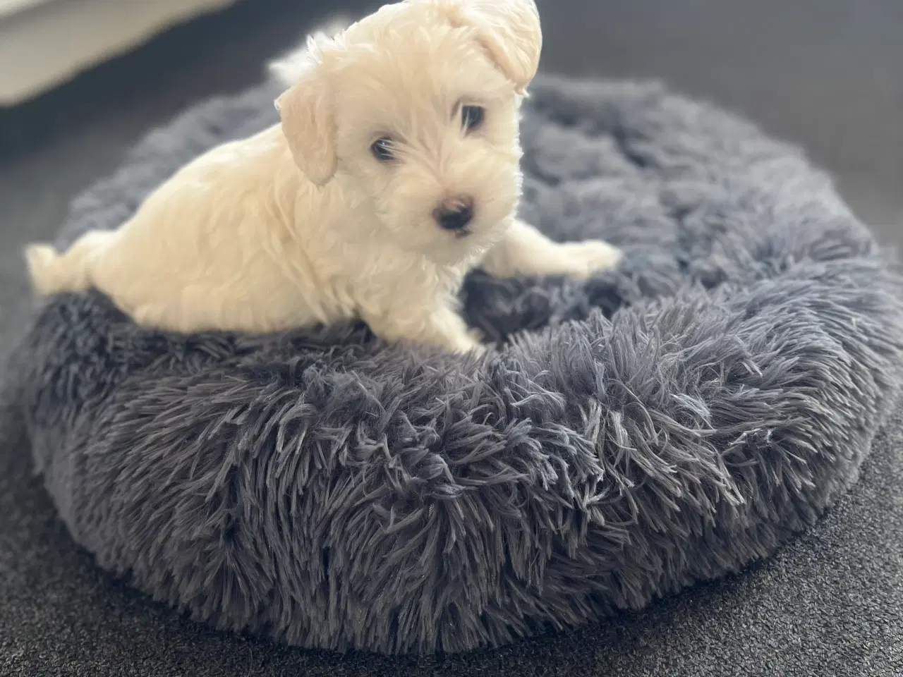 Billede 12 - Malteser/bichon hvalpe 