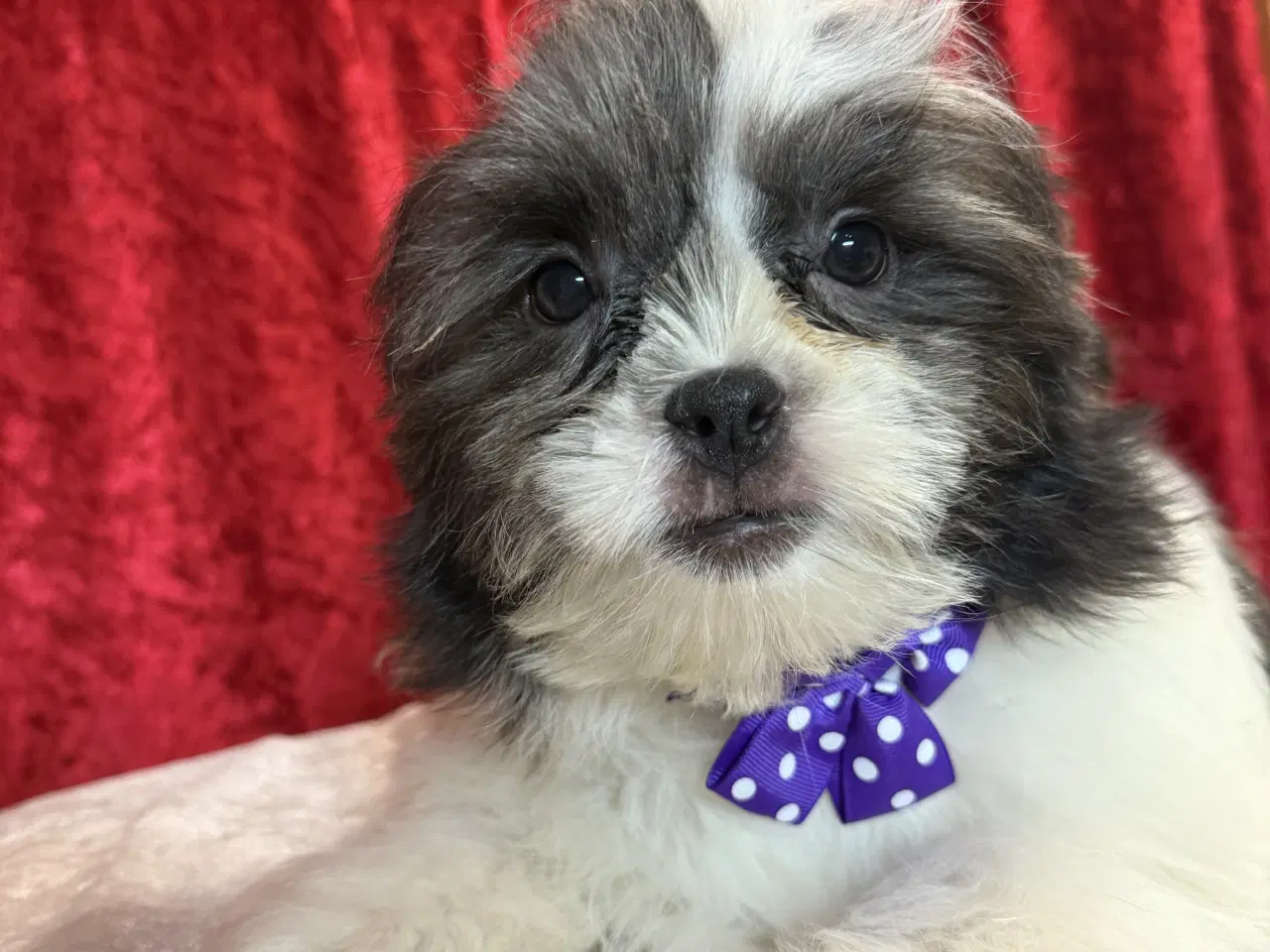 Billede 7 - Rejseklar Shih tzu-mor/ Coton de Tulear-far