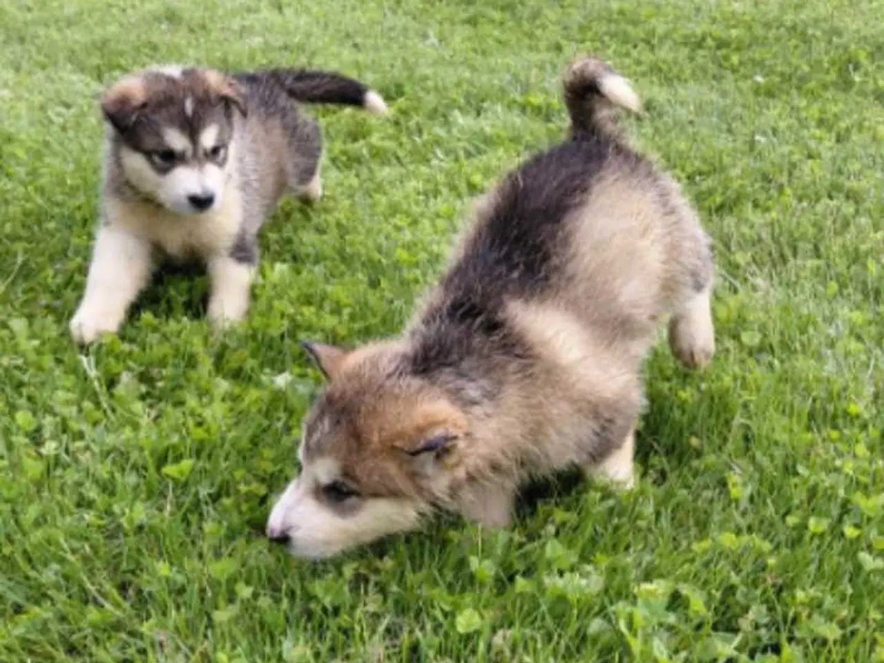 Billede 5 - Alaskan malamute hvalpe 