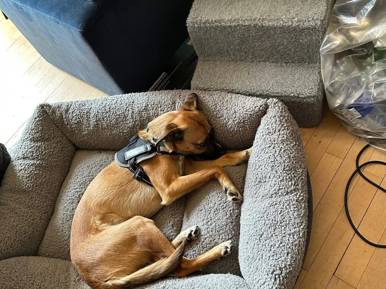 Billede 10 - Hund søger nyt hjem 
