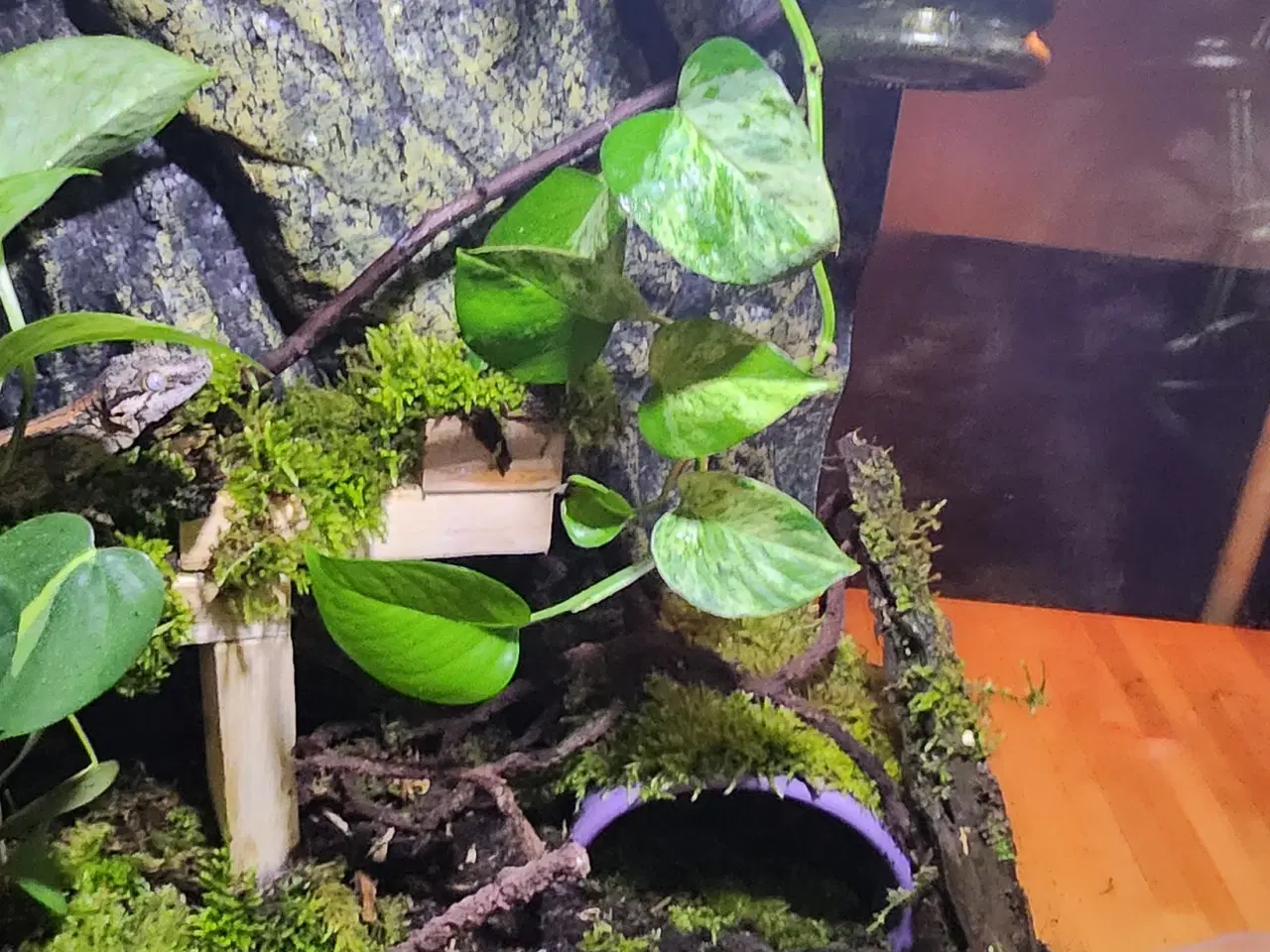 Billede 5 - Omplet Terrariet  Gargoyel gekko  