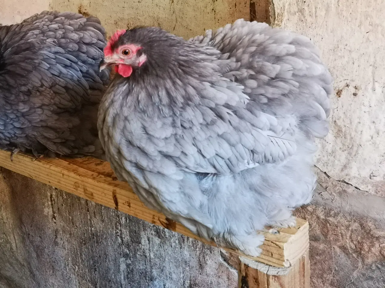 Billede 4 - Dværg kochin 