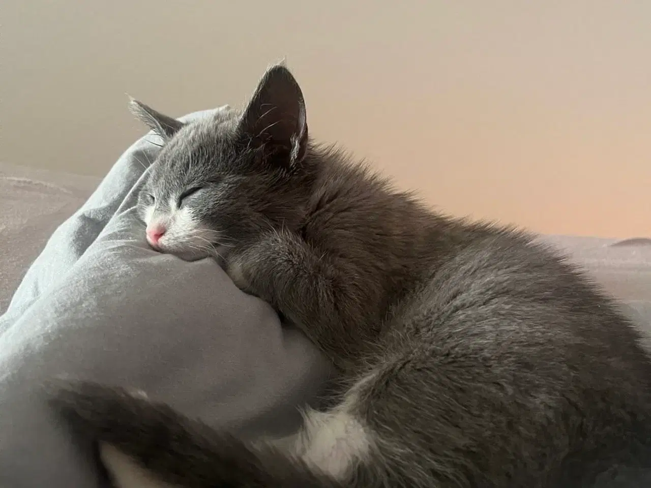 Billede 2 - Katte redet og søger nyt hjem