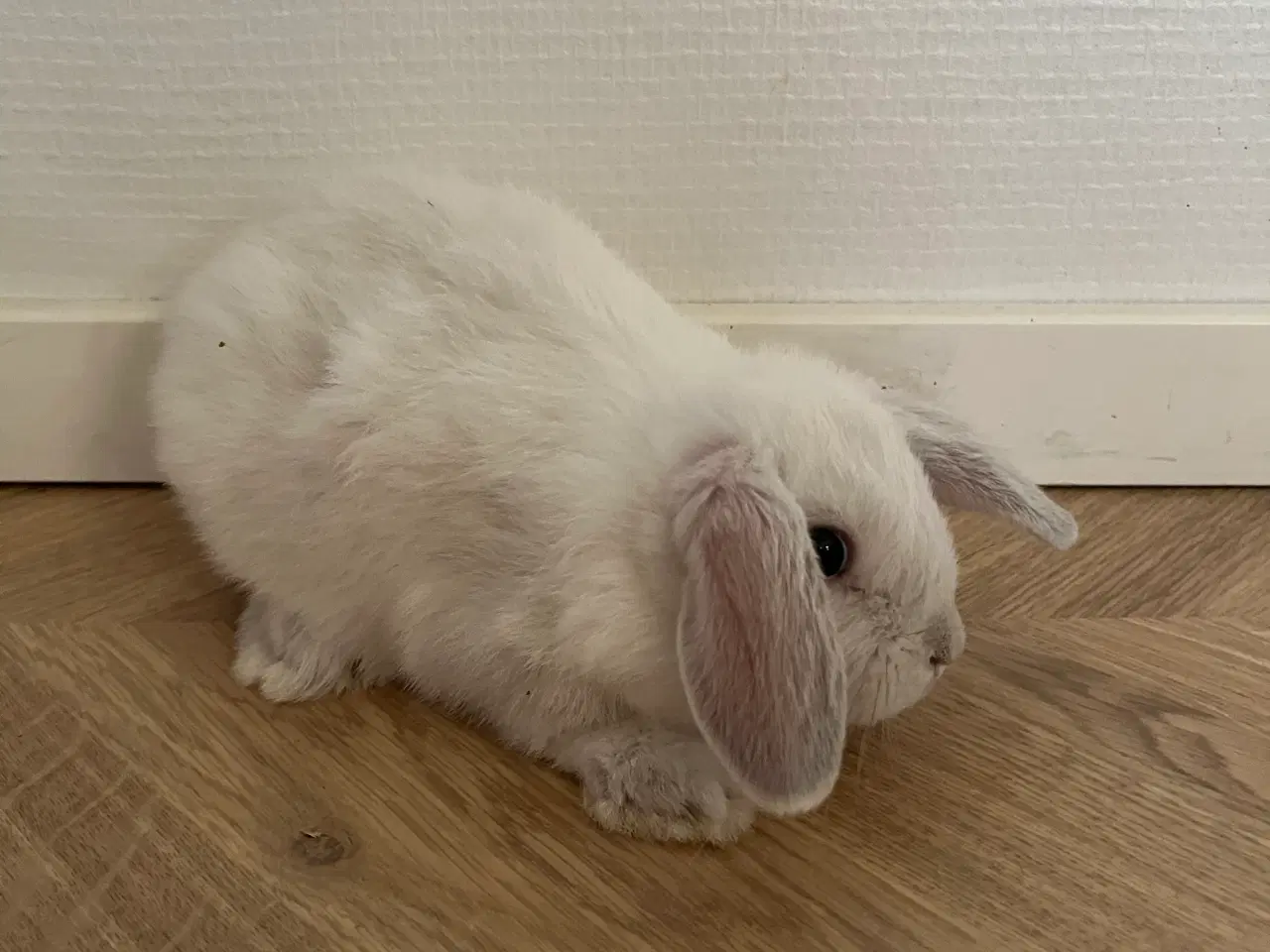 Billede 3 - Minilop kaninunger 9 uger 