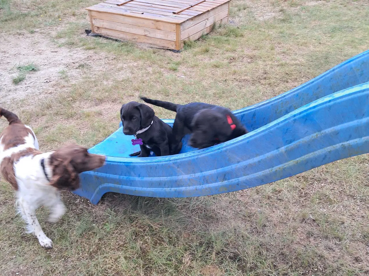 Billede 14 - Springador hvalpe