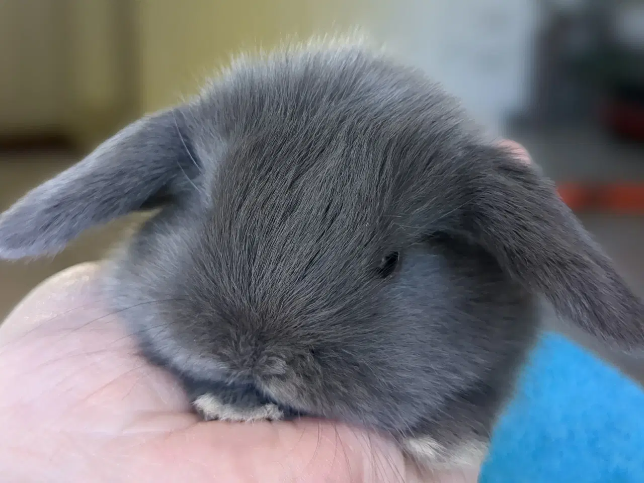 Billede 2 - Minilop kaninunge sælges 