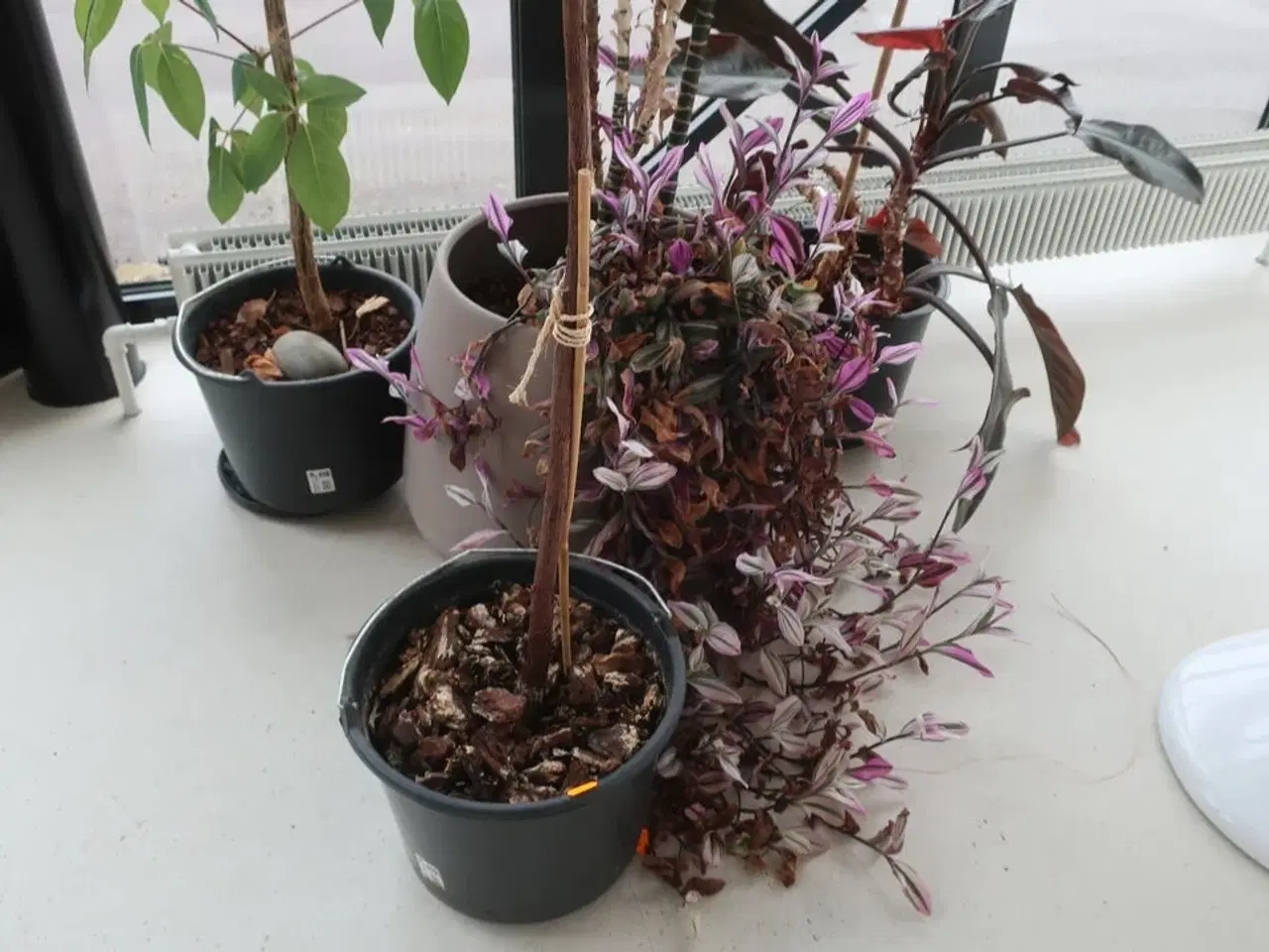 Billede 2 - 4 stk. planter