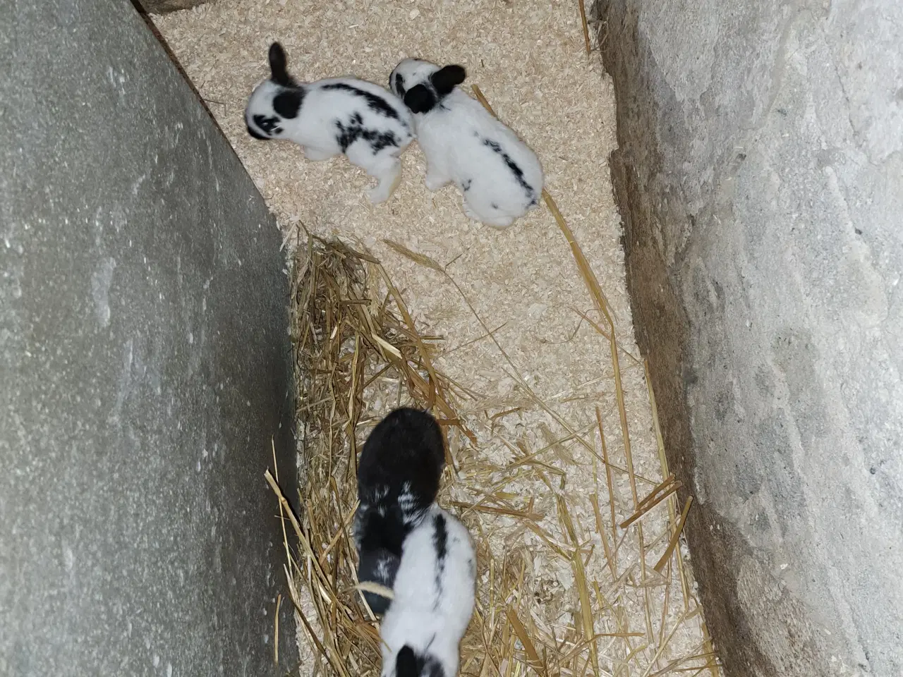 Billede 3 - Kaninunger til kæl eller slagt