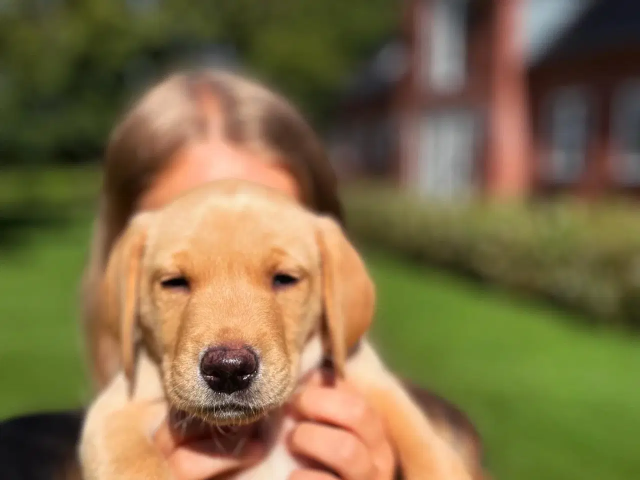 Billede 1 - Ægte gul labradorhvalp