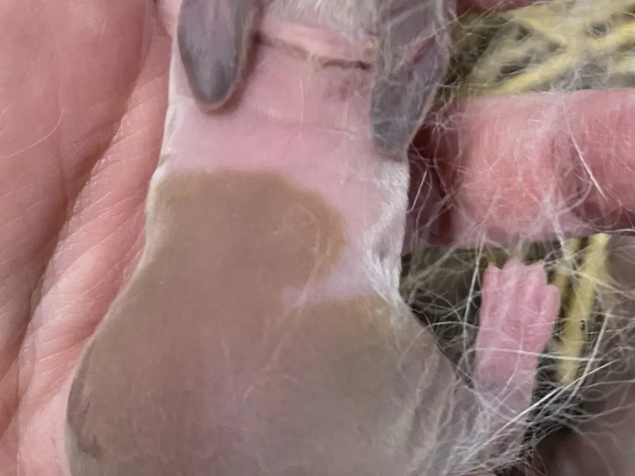 Billede 3 - HOLLÆNDER HAN MADAGASCAR