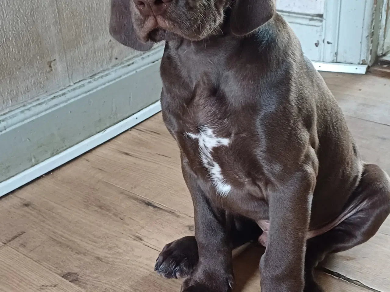 Billede 2 - Tysk korthhåret hønsehund