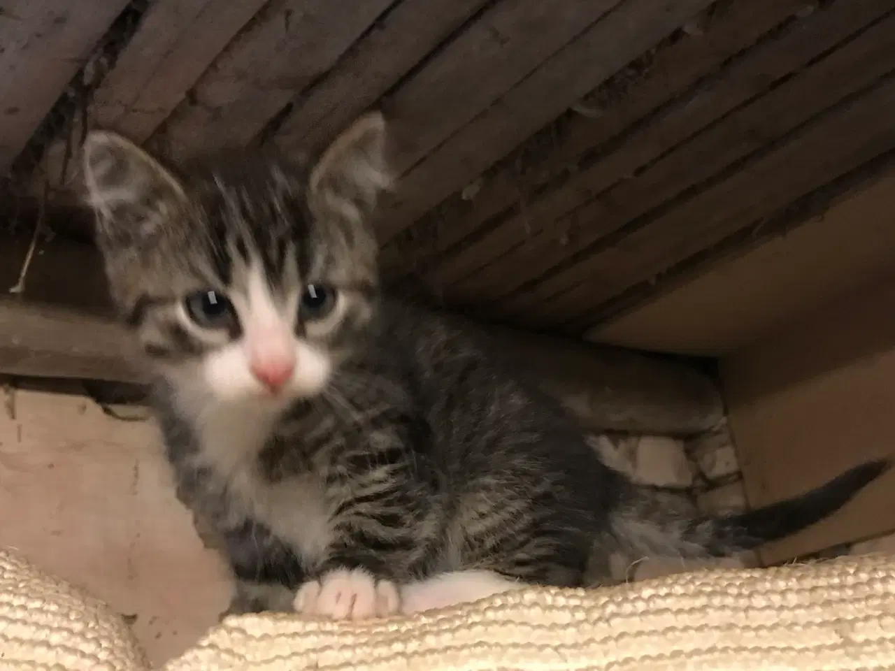 Billede 1 - Smuk norsk skov kat blanding ( pige )