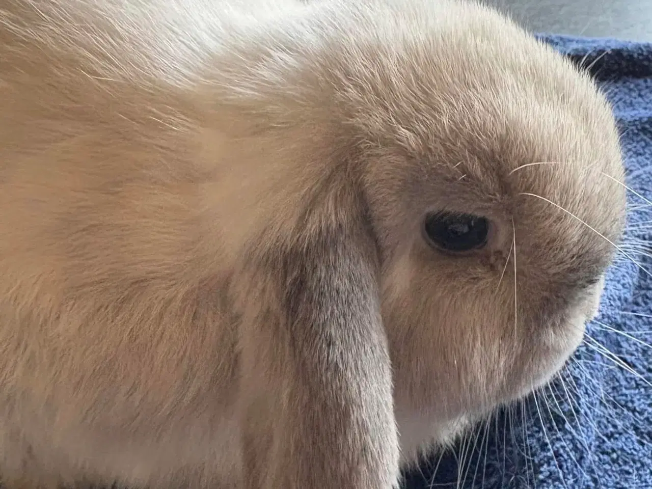 Billede 5 - Minilops 