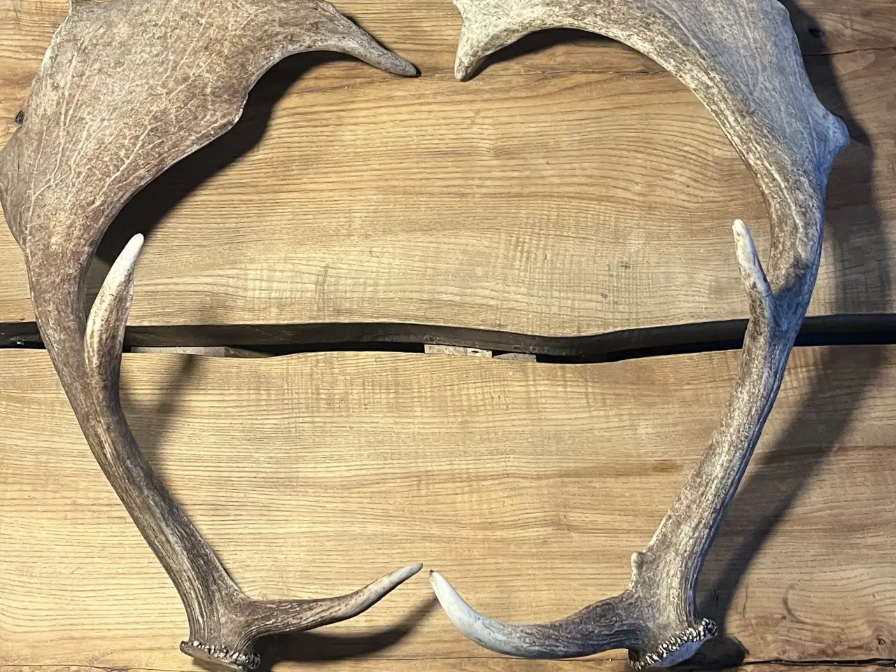 Billede 1 - 2 Dåhjorte kastestænger- 1 Kronhjort kastestang