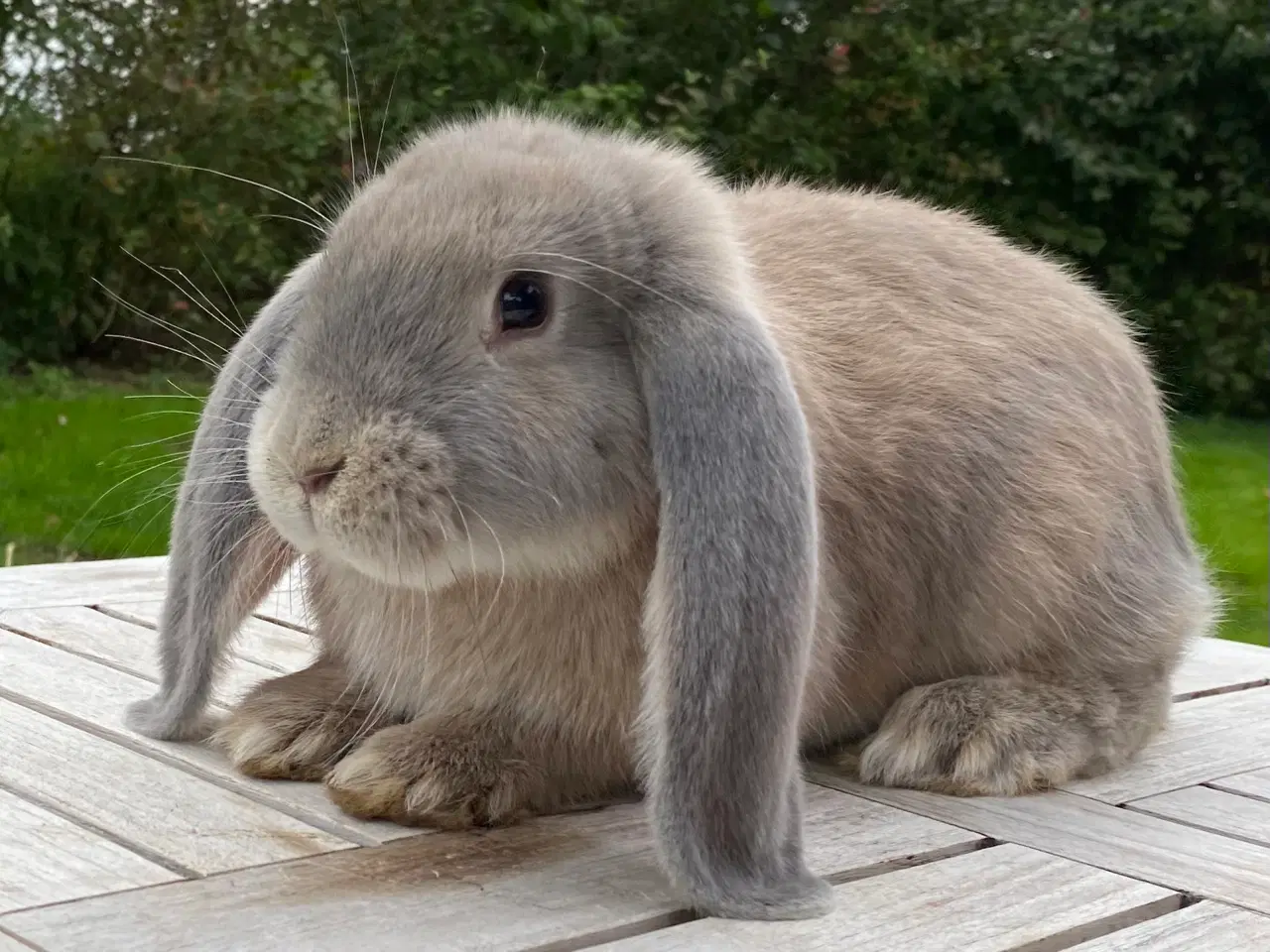 Billede 5 - FRANSK VÆDDER HAN ISABELLA OTTER