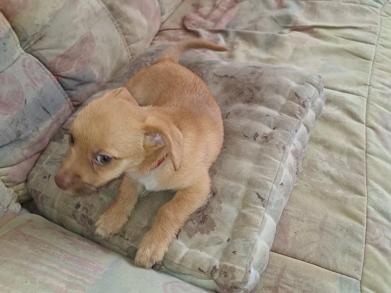 Billede 1 - Blandingshvalp