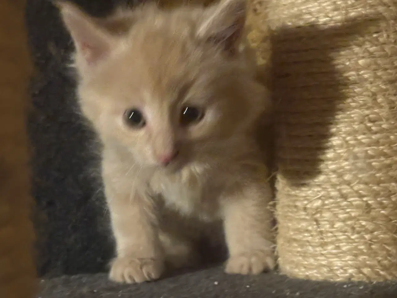 Billede 9 - Dejlige smukke og flotte