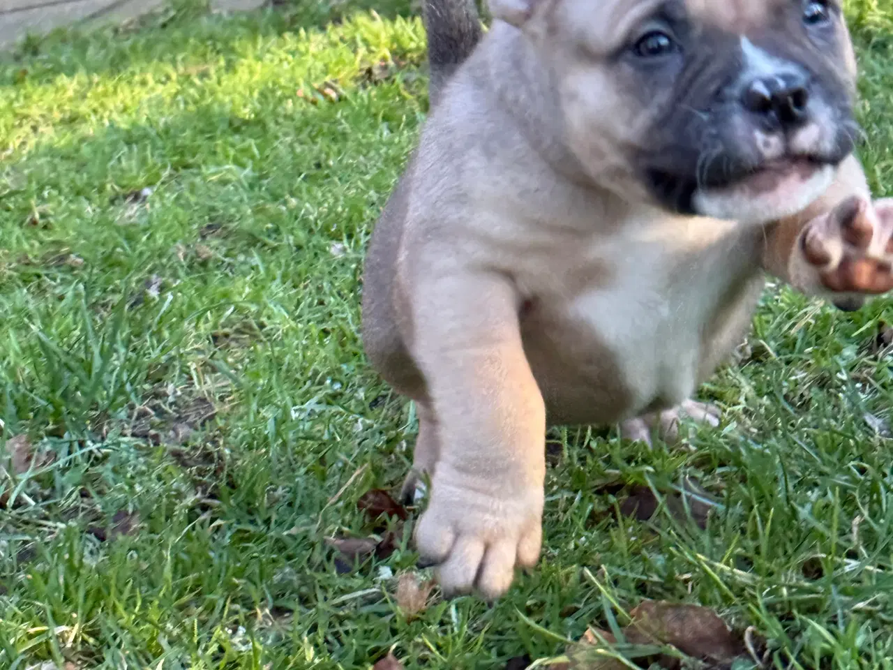 Billede 7 - American Bully Hvalpe