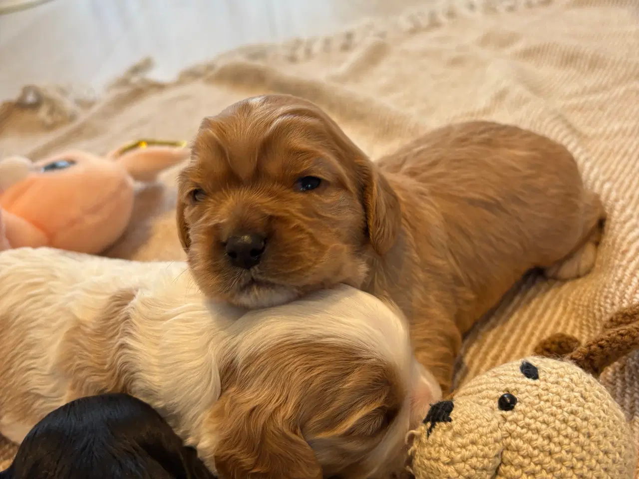 Billede 6 - Cavapoo hvalpe 