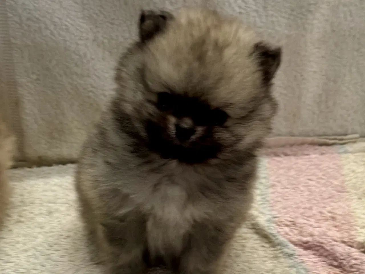 Billede 4 - Mini Pomeranian 