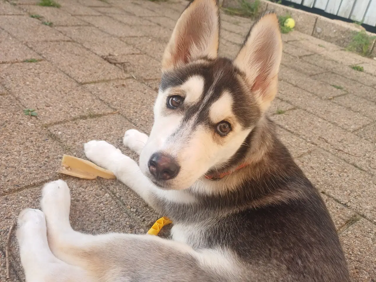 Billede 1 - Husky/malemut blanding