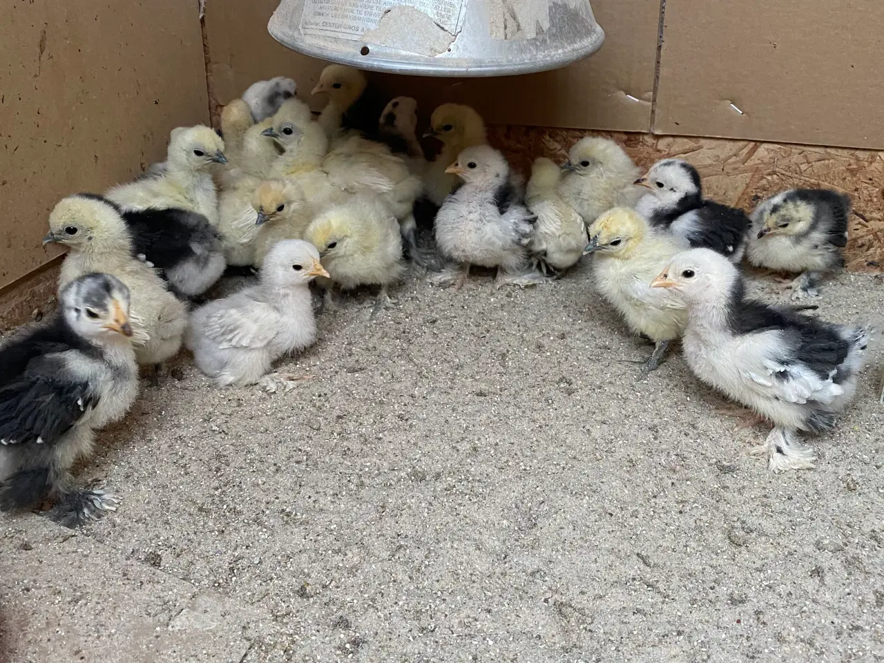 Billede 2 - Dværg kyllinger